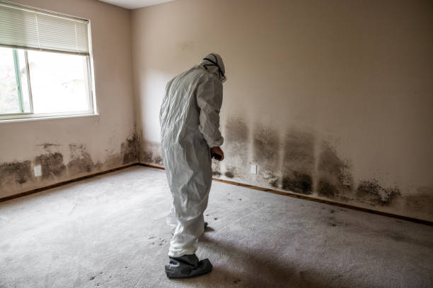 Trusted Mulberry, AR Mold Inspection, Removal & Remediation Experts